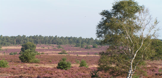 holterberg.jpg